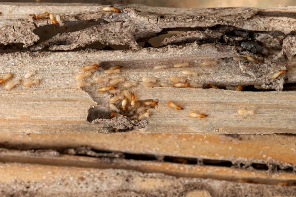 Best Affordable Pest Control Services  in West Peoria, IL